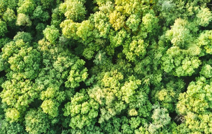 Aerial view of a forest